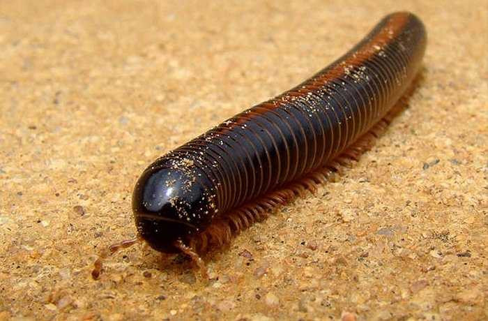 Rết khổng lồ châu Phi có thể khiến phải khóc thét khi nhìn thấy chúng. Chúng là một trong số những động vật nhiều chân nhất thế giới, tuy nhiên thực tế chúng rất thân thiện như những vật nuôi bình thường vậy.