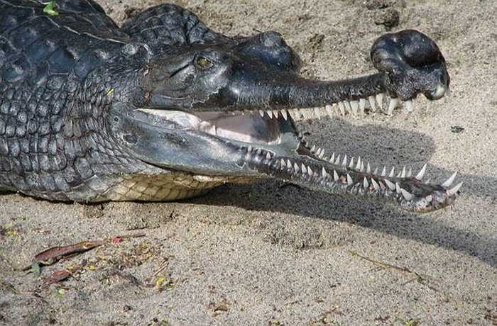 Cá sấu Ấn Độ - Gharial tuy có bộ dáng giống với cá sấu thường nhưng thực ra với cái miệng hẹp và nhiều răng, chúng đành 'chê' thịt người và chỉ có thể ăn các con vật nhỏ như ếch, nhái, cá...