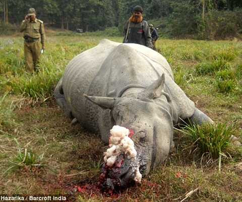 tê giác bị chặt sừng