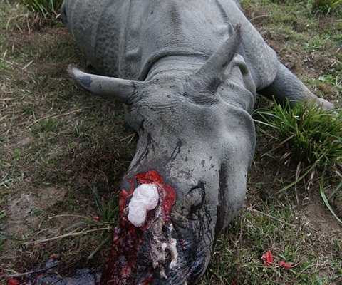 tê giác bị chặt sừng
