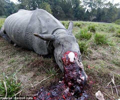 tê giác bị chặt sừng