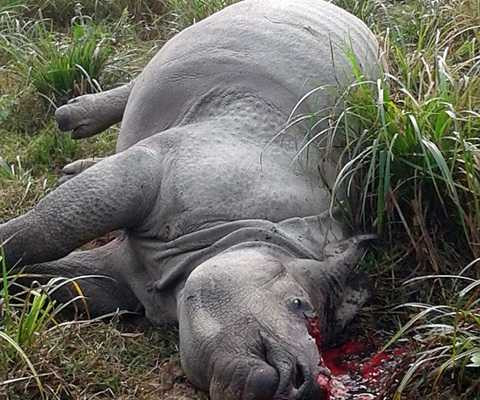 tê giác bị chặt sừng