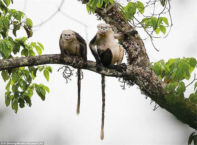 Loài linh trưởng sắp bị tuyệt chủng của Việt Nam