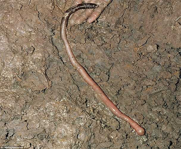 Giun đất khổng lồ