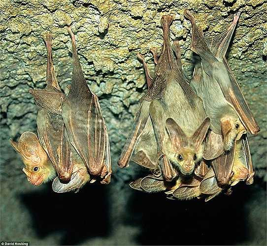 Dơi ma sống trong các hang đá tối tăm