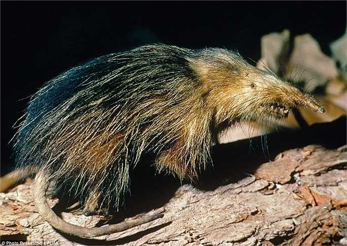 Hình dạng kỳ dị của miệng một loài gặm nhấm ở Cuba