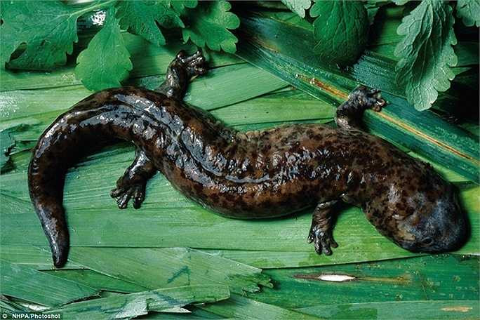 Loài bò sát nhớt khổng lồ của Trung Quốc