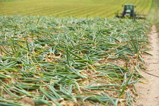 Một ruộng hành đến kỳ thu hoạch