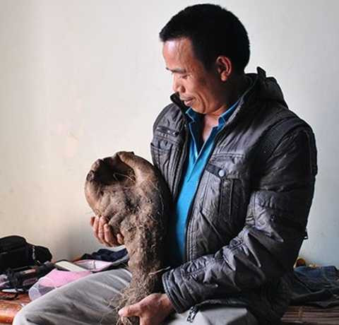 Hiếu kỳ xem củ khoai vạc hình 'bàn tay Phật'