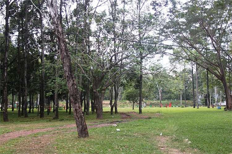 Những cây xanh này sẽ biến mất khi dự án đường vào Sân bay thi công. Như vậy mảng xanh của công viên sẽ thu hẹp lại.