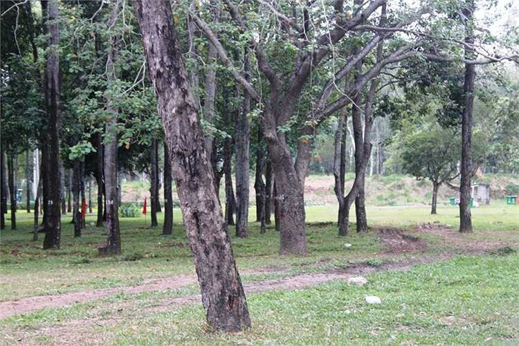 Những cây xanh này sẽ bị đốn hạ.