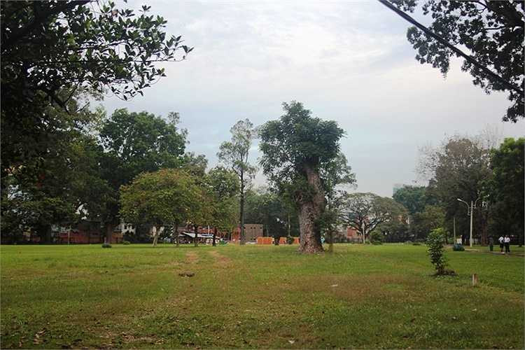 Một cây cổ thụ bị chặt mất phần ngọn và chừa lại phần gốc trơ trọi.