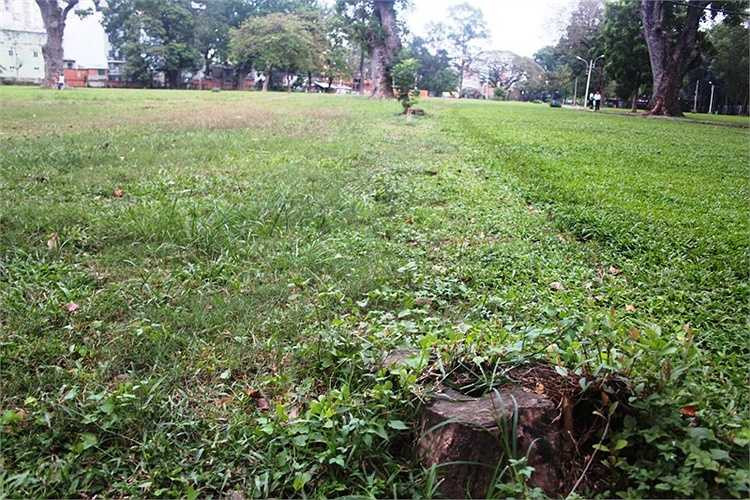 Dấu vết của những cây xanh bị đốn hạ trước đó.