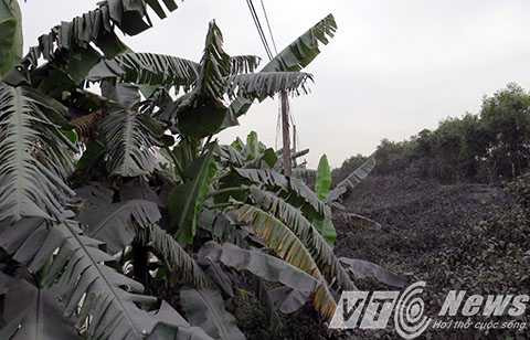 'lập chiến lũy', đê Đá Bạc, huyện Thủy Nguyên, Hải Phòng