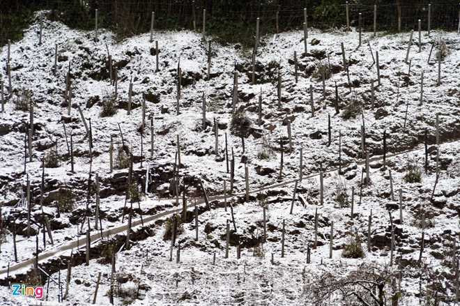 Hình ảnh tuyết rơi trắng trời Sa Pa