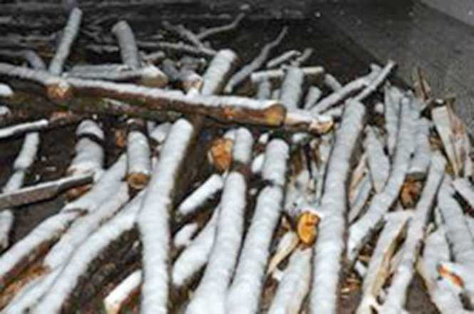 Cận cảnh tuyết rơi phủ trắng ở Sa pa