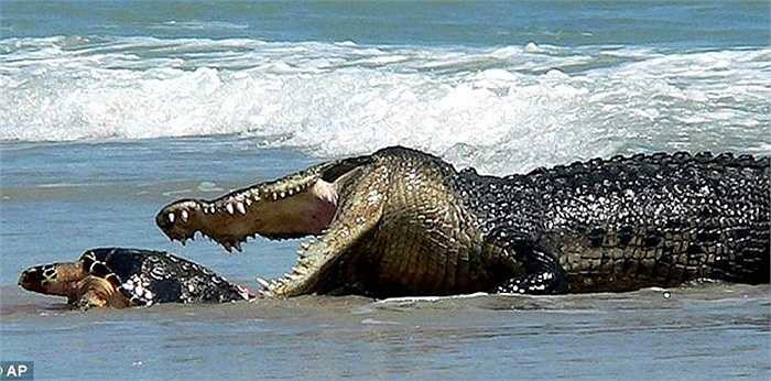 Gustave đã ăn thịt 300 người. Những ngôi làng ở Burudi là nơi nạn diệt chủng liên tiếp xảy ra. Bọn diệt chủng giết người quẳng xác họ xuống hồ cho con cái sấu này ăn.