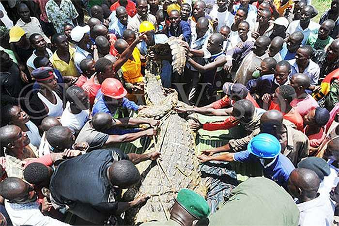Cư dân của một ngôi làng ở miền đông Uganda đã thở phào nhẹ nhõm khi các nhân viên của một tổ chức động vật hoang dã bắt sống được con cá sấu khổng lồ đã ăn thịt 4 người gây ra nỗi khiếp sợ cho cả cộng đồng dân cư.