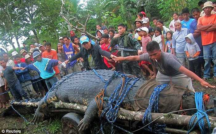 Guinness World Records đã công nhận con cá sấu Lolong nặng hơn 1 tấn, đã nhiều lần tấn công gây chết người ở miền Nam Philippines, là con cá sấu lớn nhất thế giới trong điều kiện nuôi nhốt. 