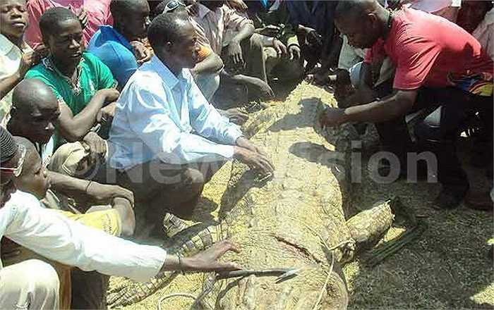 Ông Batambuze được dân làng tôn vinh là anh hùng khi giết được con cá sấu, bởi con vật khổng lồ dài 7,5m và nặng trên 1.000kg đã giết chết ít nhất 7 người hồi năm ngoái.