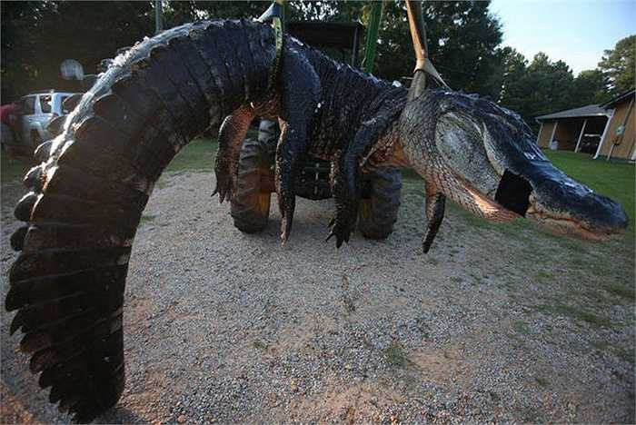 Ban đầu, họ dùng tời để nhấc con vật khỏi mặt đất nhưng nó quá nặng, khiến dụng cụ này hỏng. Sau đó, người ta buộc phải sử dụng máy xúc để nhấc nó khỏi mặt đất.