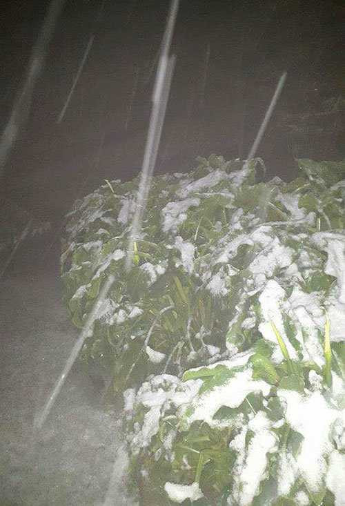 Tuyết đang rơi phủ trắng trời Sapa