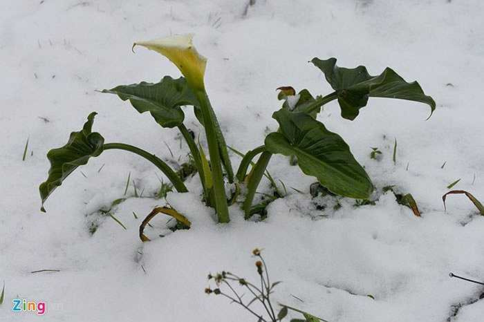 Cây nhô lên từ biển tuyết.