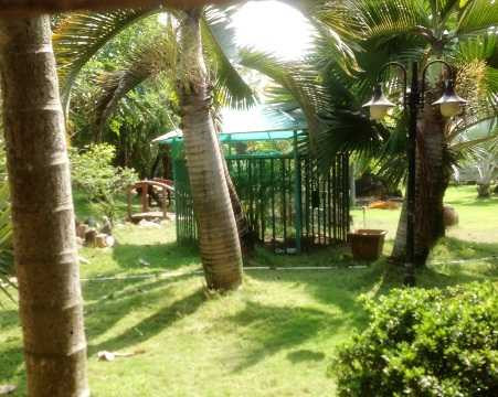 Gấu nhà cắn lìa tay bé trai 3 tuổi: Không ai kiểm tra 'đại gia' nuôi gấu?