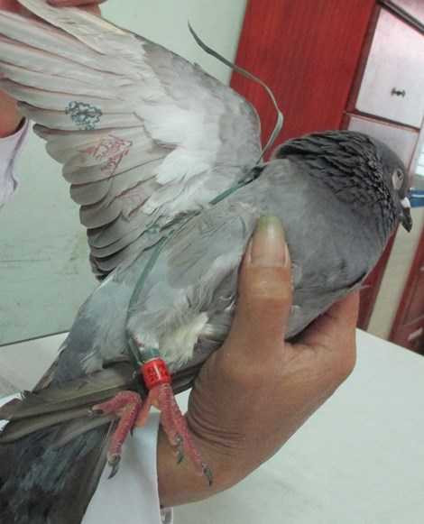 Kết luận về chim bồ câu mang ký tự lạ dưới cánh