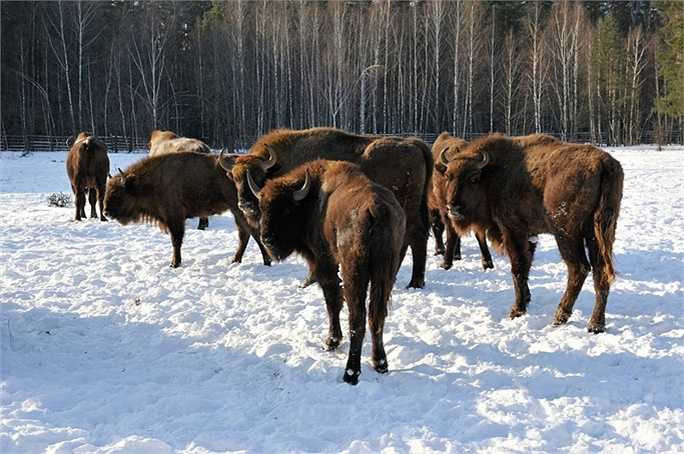 Bò rừng trong Khu bảo tồn thiên nhiên Bryansky Les