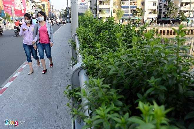 Dọc hai bên lan can, lối đi bộ là dãy chậu hoa xanh tốt làm cho cây cầu trở nên mềm mại.