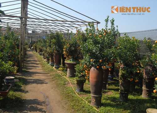 Quất bình đang độ đẹp nhất tại vườn cảnh Hà Nội, được nhà vườn rao bán 4- 7 triệu.