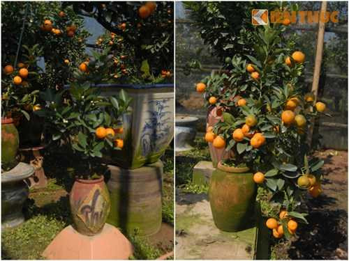 Quất bình chơi Tết đang là xu hướng mới trong vài năm gần đây. Trong hình là vườn quất Quảng Bá - Hà Nội.