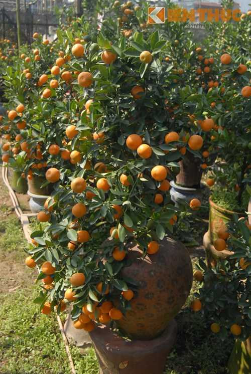 Những dáng quất bình lạ mắt hầu như được khách đặt trước cả tháng để chơi Tết.