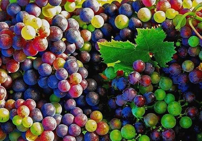 Khi hỏi về việc hạt giống có lên cây và cho chùm quả đủ các màu xanh, vàng, tím... bắt mắt hay không, chủ một gian hàng khẳng định nho sẽ cho các màu như vậy, song đây chỉ là một thời điểm trong quá trình nho chín, chuyển từ xanh sang vàng, hồng, tím nhạt rồi tím đậm. 