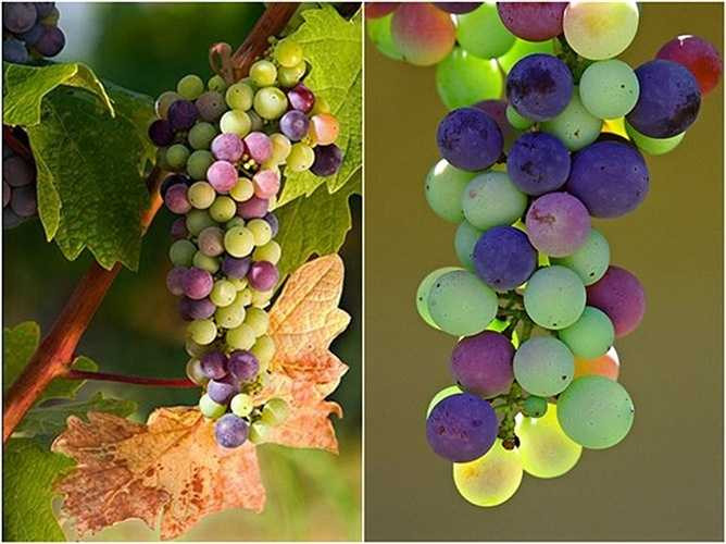 Thực chất đây chỉ là giống nho thông thường, không phải lai tạo hay là giống lạ. Màu sắc rực rỡ như cầu vồng xuất hiện ở thời điểm khởi đầu quá trình chín của từng trái. 