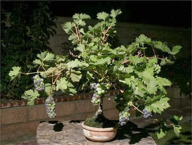 Tuy nhiên, việc thấy chùm nho có sự chuyển màu không phải khi nào cũng được, vì phụ thuộc vào thời tiết, điều kiện dinh dưỡng và nhiều yếu tố khác. Thông thường nho trồng chậu chỉ cho màu xanh khi trái chưa chín và màu nâu hoặc đỏ khi chín mọng.