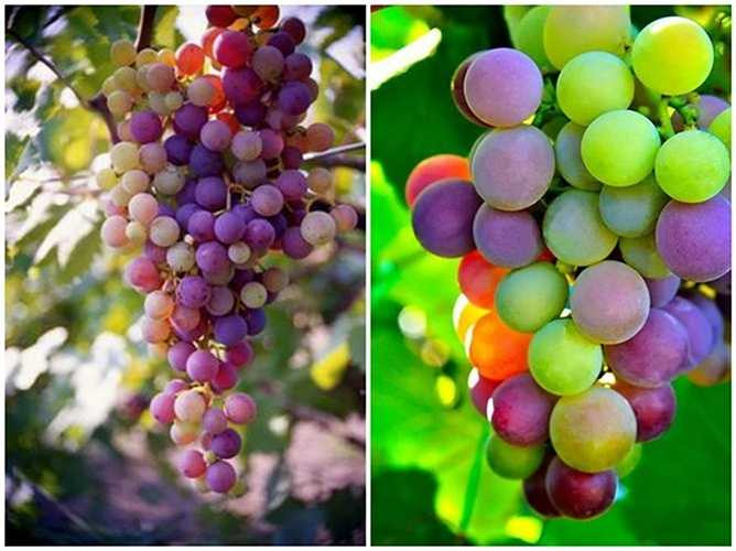 Cùng ngắm hình ảnh trái nho đang chuyển màu trong quá trình chín mọng. 