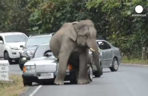 Chú voi ngứa "mông" làm hỏng xe du khách