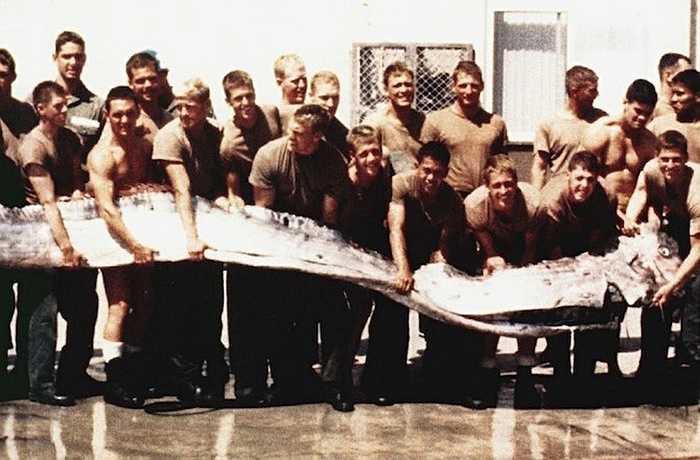 Cá mái chèo có thân hẹp và dài đứng thứ 8 trong danh sách, được ghi nhận có chiều dài hơn 8m. 