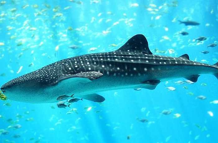 Cá nhám voi hay còn gọi là cá mập voi là loài cá mập lớn nhất và cũng là một trong những loài cá hiện còn sinh tồn có kích thước lớn nhất. Loài này có thể phát triển chiều dài tới 19m. 