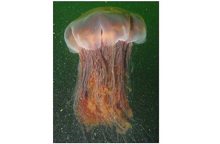 Danh hiệu loài động vật dài nhất trong các đại dương thuộc về loài sứa bờm sư tử. Đó là loài sứa lớn nhất trong các loài sứa được biết. Theo nghiên cứu mới nhất, mẫu vật sứa bờm sư tử được ghi nhận dài nhất lên tới 36,6m.