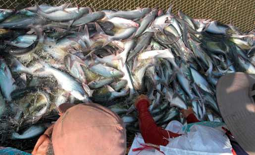 Đại gia thủy sản ‘bẫy’ 5 ngân hàng như thế nào?