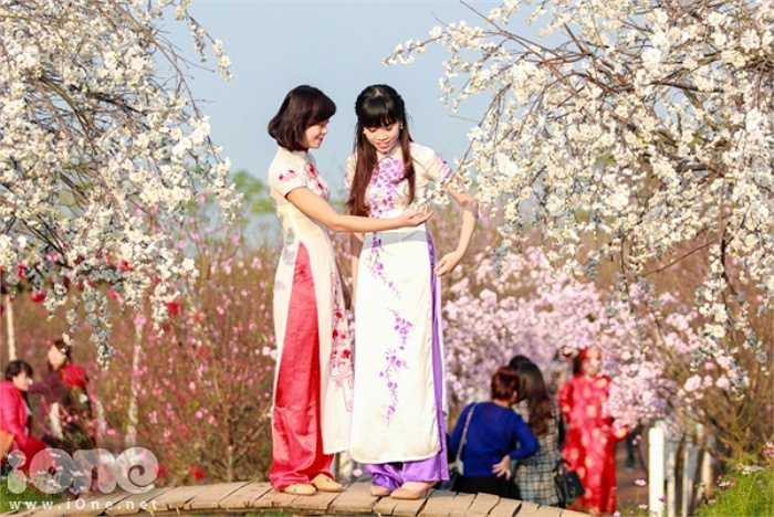 Những ngày gần Tết, vườn đào Nhật Tân không chỉ nhộn nhịp người mua kẻ bán mà còn có khá đông bạn trẻ rủ nhau đi chụp hình với đào Tết.