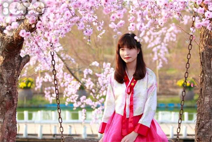 Hanbok của Hàn Quốc cũng xuất hiện tại vườn đào những ngày này.