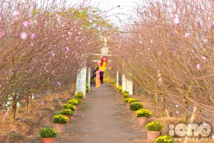 Do còn cách Tết khá lâu nên vào những ngày thường vườn đào vẫn chưa có nhiều bạn trẻ đến chụp, nhưng cuối tuần thì đông vô kể. 