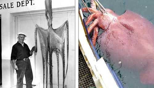 Mực ống khổng lồ được phát hiện có chiều dài cơ thể tối đa chỉ gần 12 mét, chứ không phải 18 mét như nhiều báo cáo