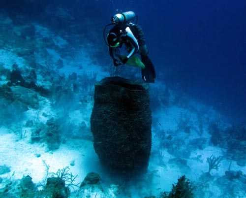 Các nhà nghiên cứu phát hiện, tỉ lệ tử vong của hải miên thùng giảm khi kích thước cơ thể tăng