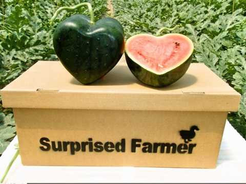 Độc, lạ dưa hấu hình trái tim giá 8 triệu/cặp