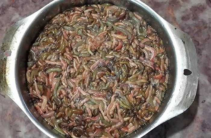 Gần 1 triệu đồng 1 nồi rươi kho Rươi trước kia là món ăn phổ biến của người dân làng quê, giá rất rẻ. Tuy nhiên, với hàm lượng dinh dưỡng cao cũng như đặc tính chỉ có theo mùa nên nó trở thành đặc sản quý, được nhiều người ưa chuộng vào dịp Tết. Ảnh: NVCC.